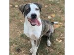 MAX CERCA ATTENZIONE, CHIEDE AMORE, CANE IN ADOZIONE TG MEDIA