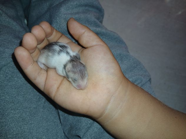 Cuccioli criceti - Foto 9