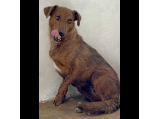 HOLLANDE, SPAVENTATA DAL CANILE CAGNOLINA IN ADOZIONE