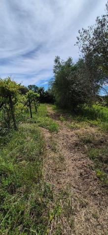 Terreno agricolo in vendita a Titignano - Cascina 2230 mq Rif: 1413652 - Foto 9