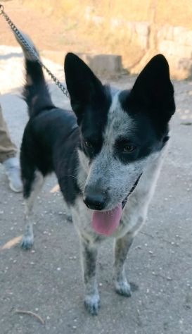 MILLY una bella cagnolina mix husky in adozione è ancora qui e cerca casa - Foto 4