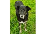 CAGNOLINA IN ADOZIONE: ALMA, materna ed amorevole