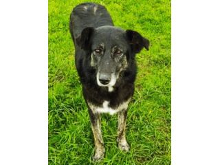 CAGNOLINA IN ADOZIONE: ALMA, materna ed amorevole