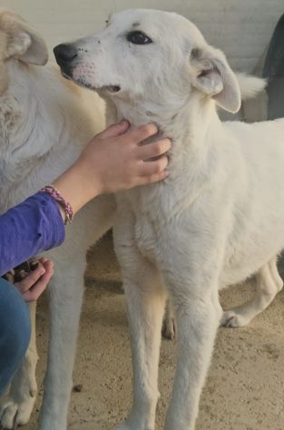 Oipe: docile e socievole. Taglia contenuta