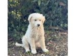 Zeus Thor Achielle cuccioli