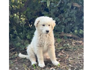 Zeus Thor Achielle cuccioli