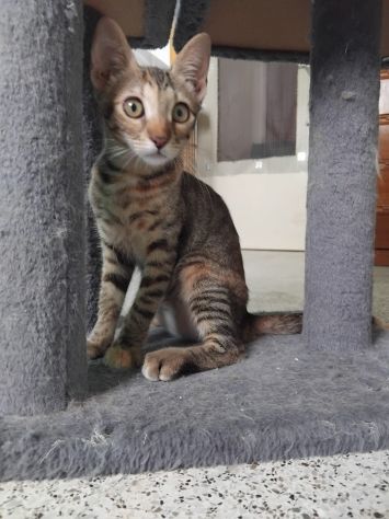 Susina e i suoi bellissimi occhi! - Foto 4