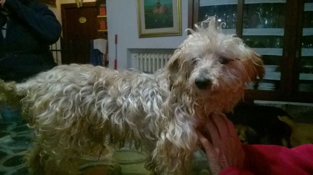RUDY, affettuosissimo yorkshire - Foto 3