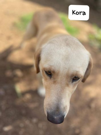 Kora simil labrador - Foto 7