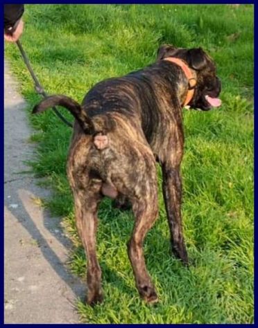 TYSON 3anni bravo,sfortunato mix pit-amstaff rimasto solo! - Foto 4