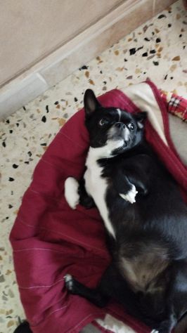Chihuahua in regalo - Foto 3