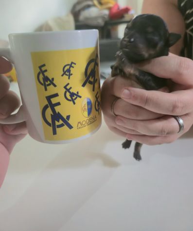 CUCCIOLI CHIPIN - Foto 4