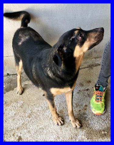 NEO, DOLCISSIMO CAGNOLINO SOLO IN CANILE CERCA CASA - Foto 6