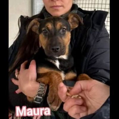 MAURA, VARCO, ROSEA, PEPPINO, CUCCIOLI IN ADOZIONE - Foto 3