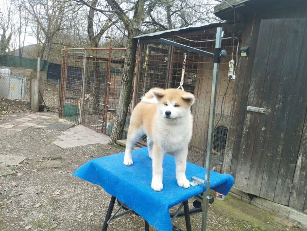 Cucciola di Akita Inu femmina con pedigree ENCI - Foto 5