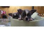 Chihuahua maschi