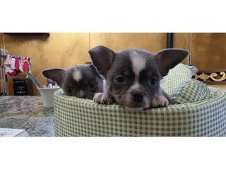 Chihuahua maschi