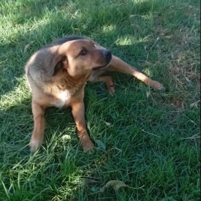 BULLO CONCENTRATO DI TENEREZZA, CANE IN ADOZIONE - Foto 8