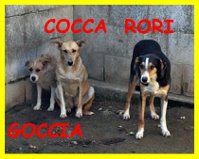 CAGNOLINI SPLENDIDI SOLI IN CANILE CERCANO CASA - Foto 3