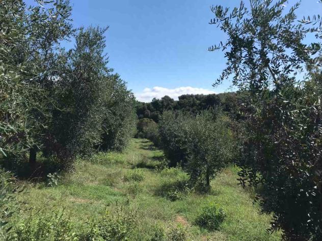 TERRENO AGRICOLO di 17000 mq (SORANO) rif. TERR.COL. - Foto 7