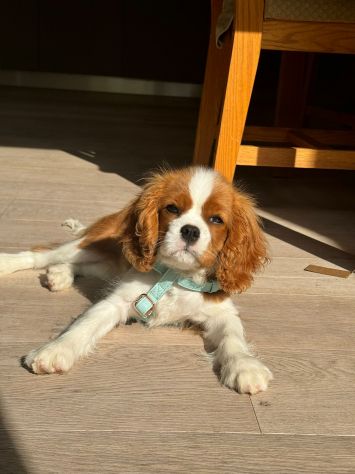 Cavalier King (con pedigree) - Foto 2