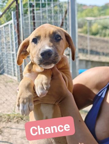 CHANCE E BONHEURE CUCCIOLI IN ADOZIONE - Foto 9
