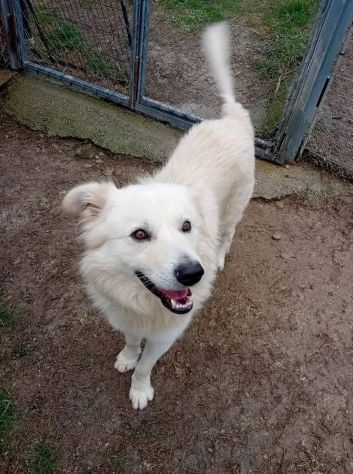 RUNNER cerca casa CANE IN ADOZIONE - Foto 7