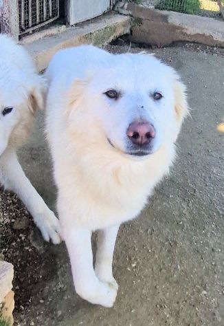 DAFNE,IN CANILE.ADOTTIAMOLA! - Foto 7