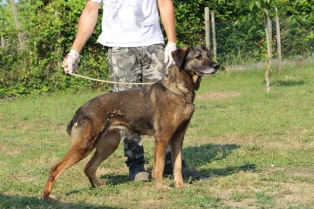 EVA, bellissima cagnolona - Foto 4