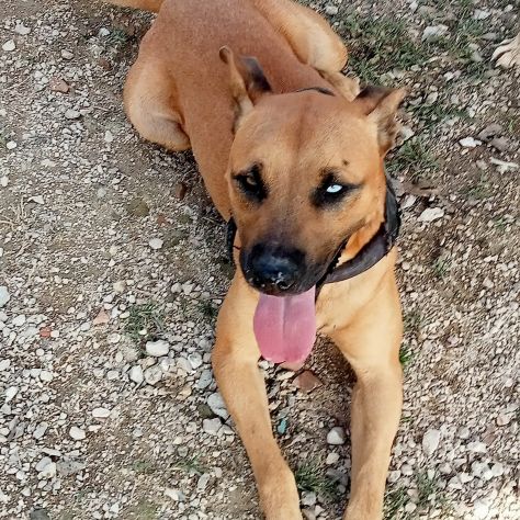 Sasha 3anni mix Pitbull color miele 1occhio azzurro.CASERTA - Foto 2