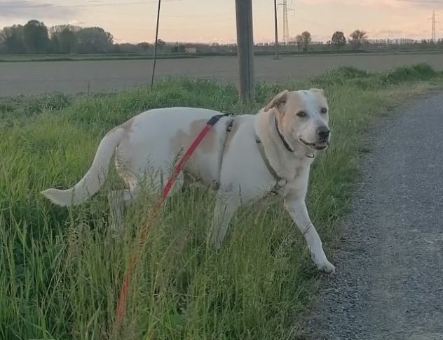 Toby cane un po’ timoroso, adozione responsabile - Foto 3