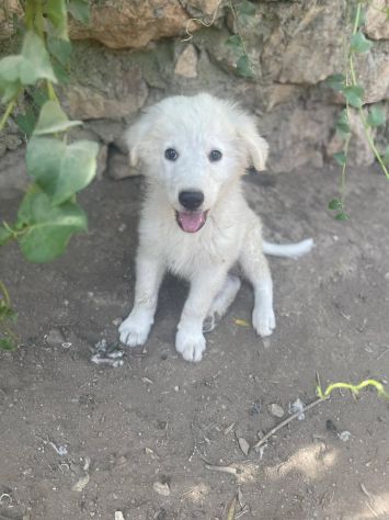 Beppe cucciolo - Foto 2