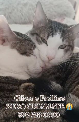 2mici 15mesi INSEPARABILI adozione saltata!! ROMA SOS - Foto 2