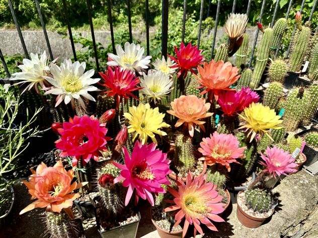 Piante grasse dai fiori spettacolari - Foto 9