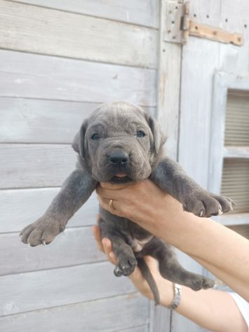 Cane corso cuccioli - Foto 10