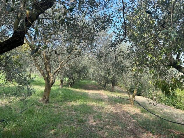 Uliveto in vendita a Castegnero - Foto 12