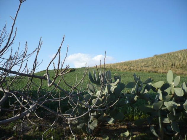 Terreno agricolo con stalla - Foto 5