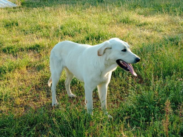 EDO, DOLCE CUCCIOLONE - Foto 10