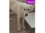 NIKE  E NOEMI CAGNOLINE IN ADOZIONE