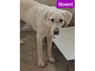 NIKE  E NOEMI CAGNOLINE IN ADOZIONE