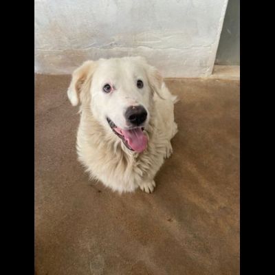 OMAR ADORABILE CUORE DI PANNA CANE IN ADOZIONE - Foto 2