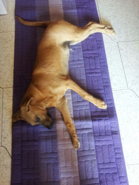 Cucciolone in cerca di amore - Foto 2