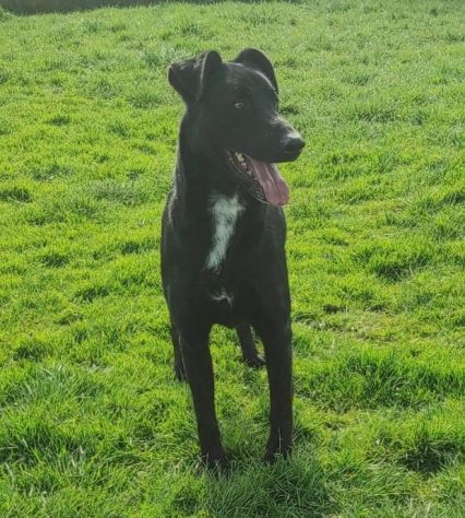 CANE DA ADOTTARE - Foto 5