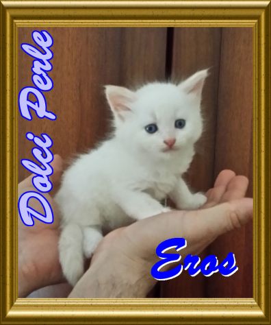 CUCCIOLI GATTO SIBERIANO IPOALLERGENICO DOLCISSIMI- ITALIA - Foto 2