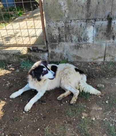 CANE IN ADOZIONE: PEGGY - Foto 9