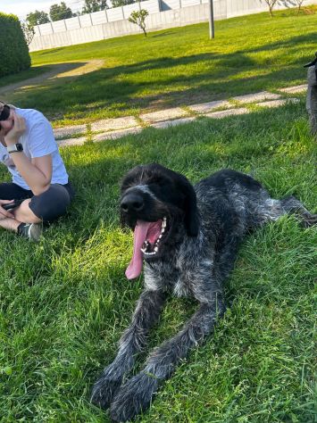 IBRA, sfortunato drahthaar in regalo - Foto 6