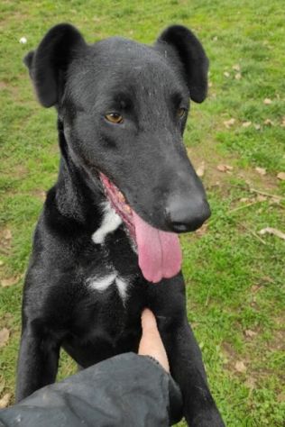 CANE IN ADOZIONE: AARON - Foto 7