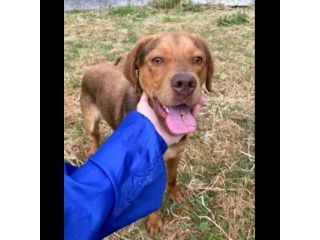 LENNON UNA DOLCEZZA DA SALVARE CANE IN ADOZIONE
