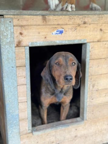 NOXY, piccola DACHSBRACKE super coccolona! - Foto 2