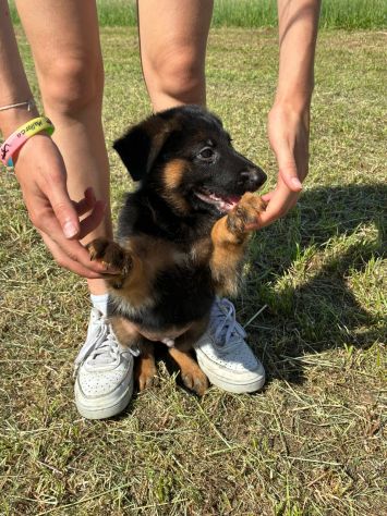 Cuccioli di pastore tedesco - Foto 2